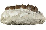 Fossil Running Rhino (Hyracodon) Upper Jaws - South Dakota #232225-1